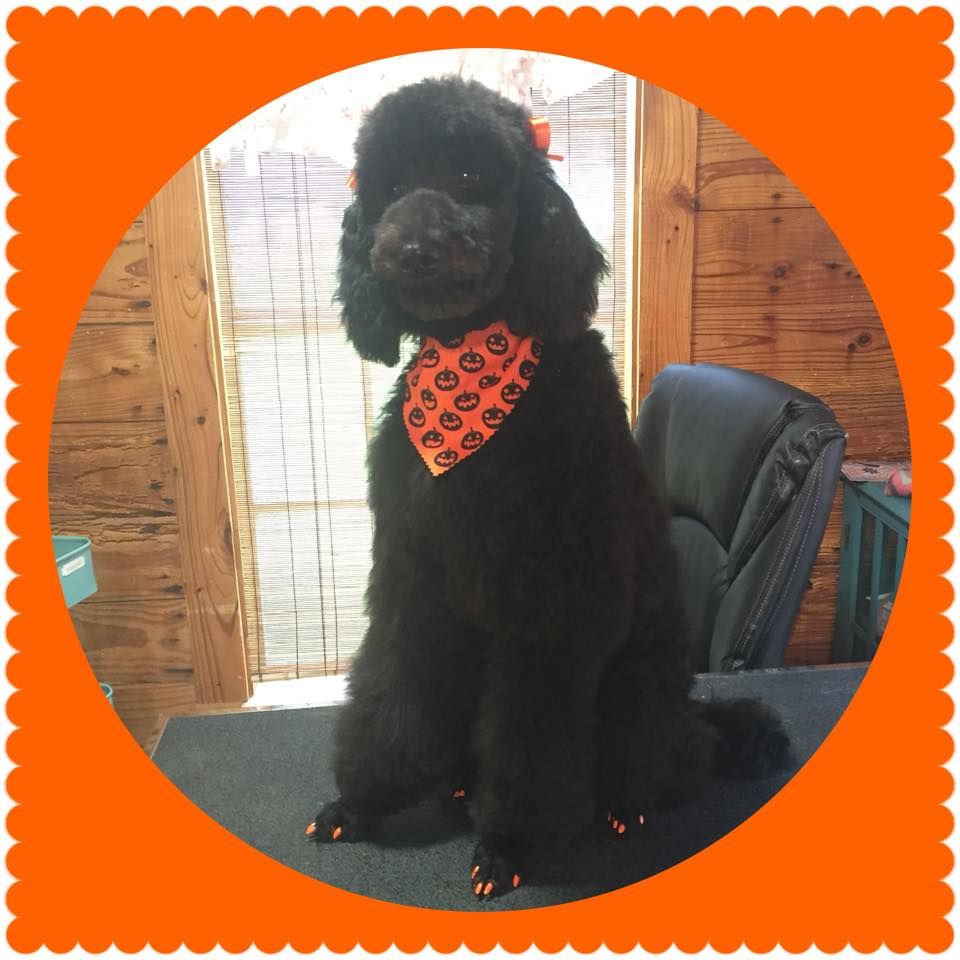 Black standard poodle poses after grooming  with orange painted nails and matching bandana for halloween