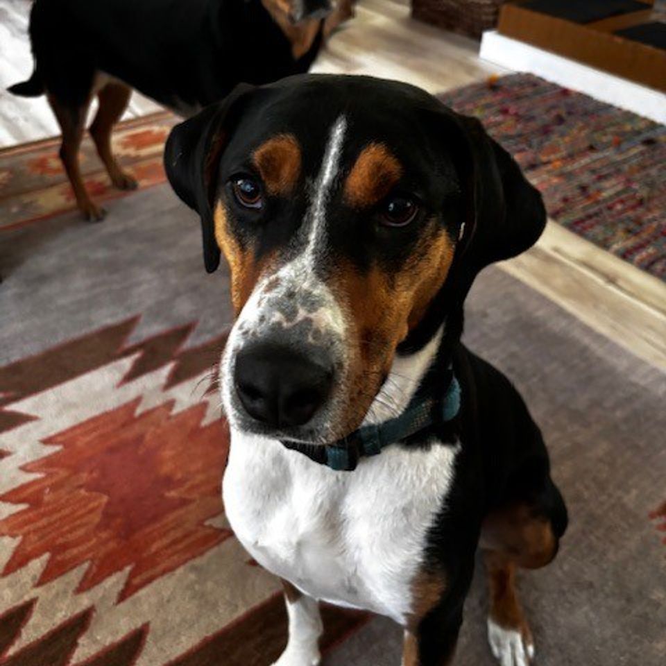 Pair of beagles
