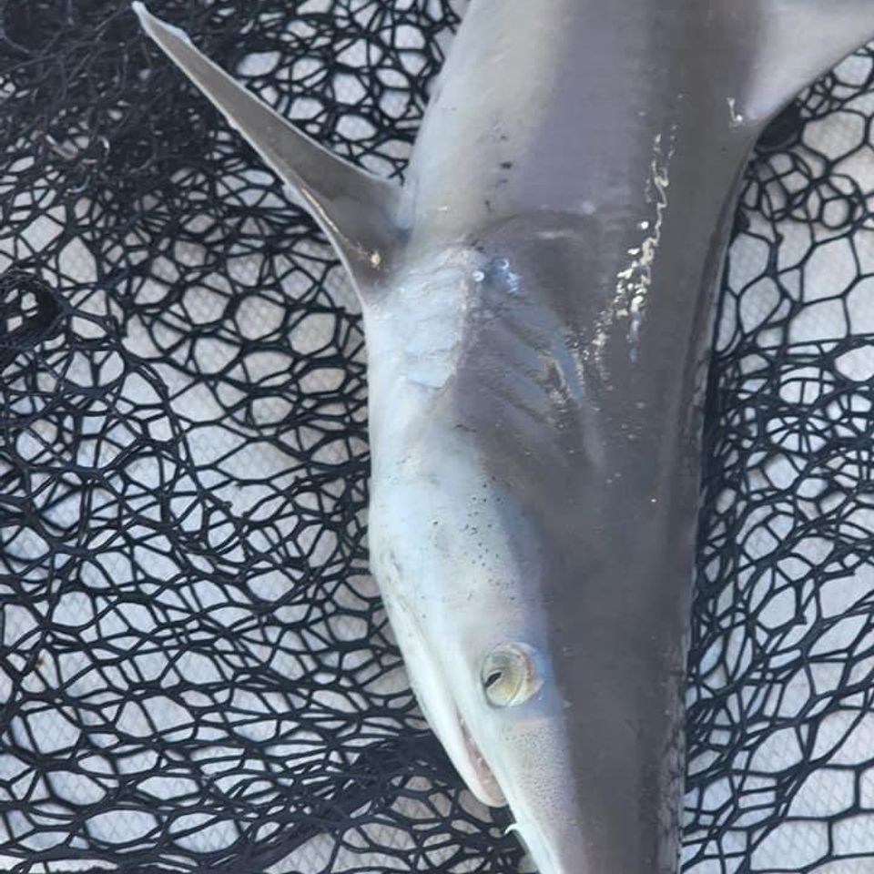 Reef shark