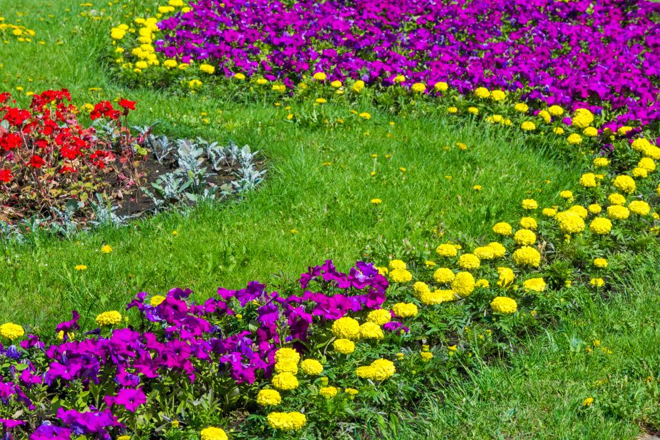 A colorful garden with a variety of different flowers