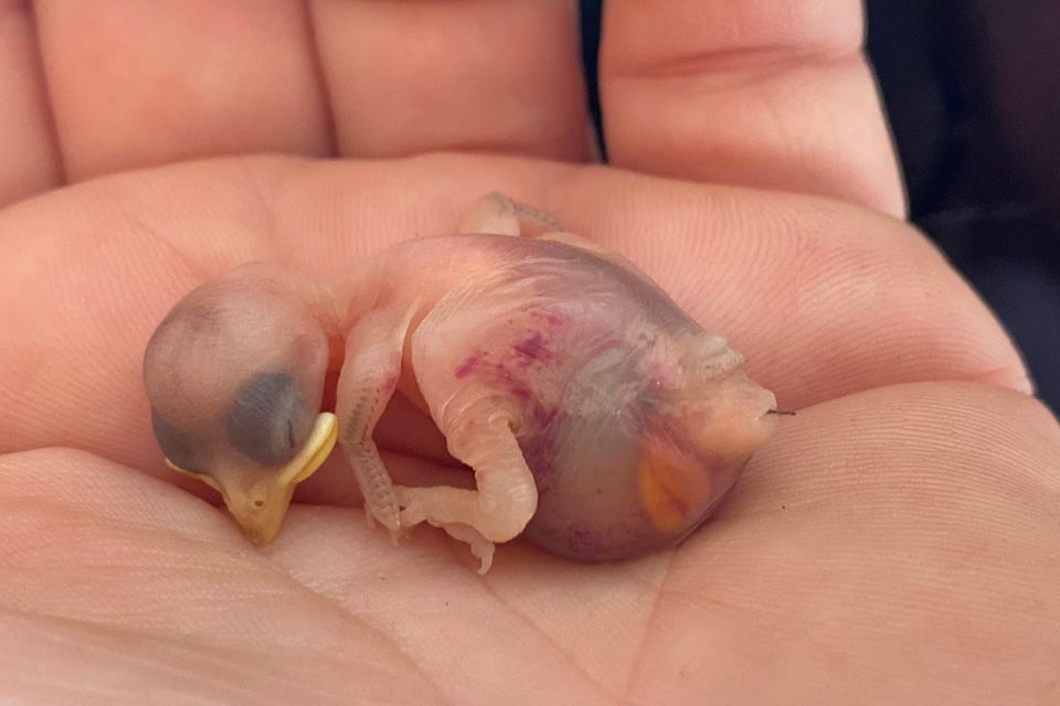 476240858 958958723046353 7314155330534471203 n