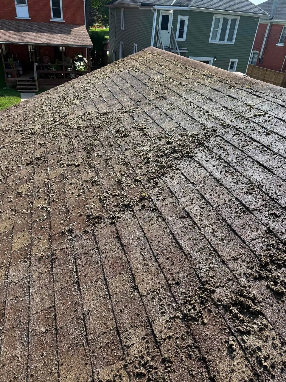Thick moss clumps covering brown asphalt shingles during roof cleaning in Tillsonburg ON
