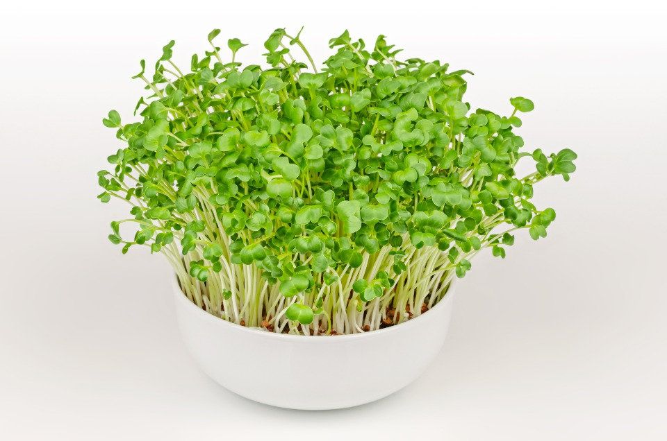 How to Grow Cress Microgreens Fast and Easy 