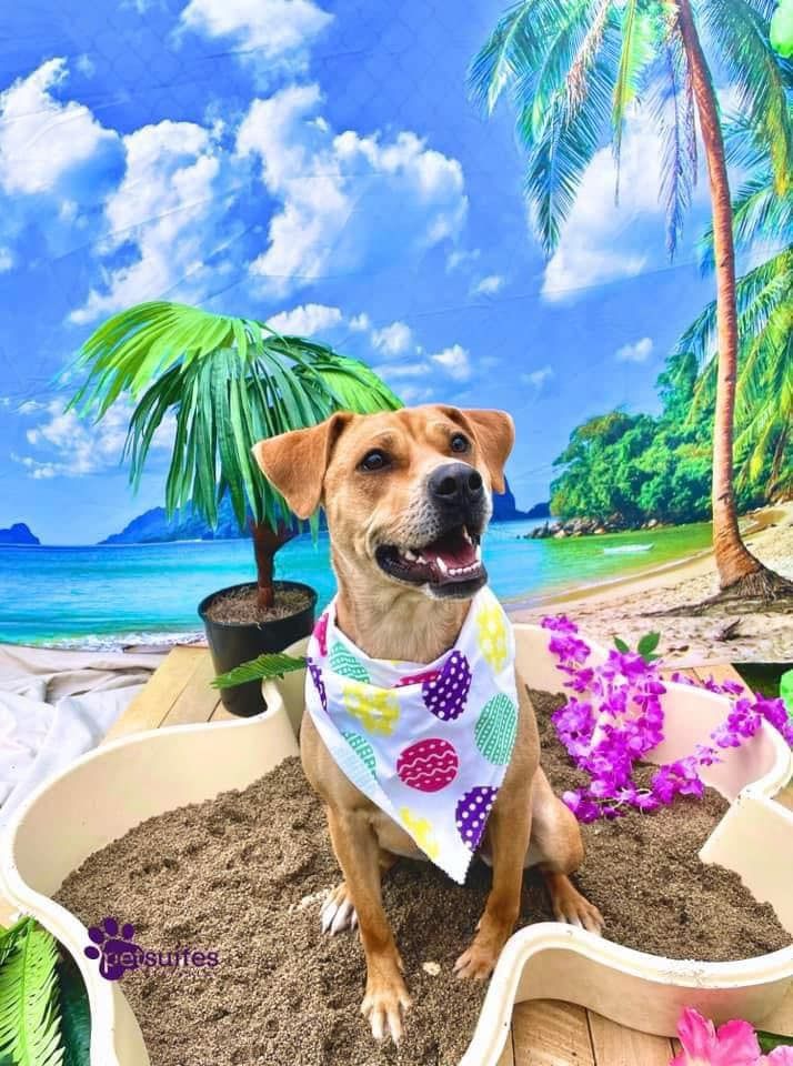 Clever canines academy1