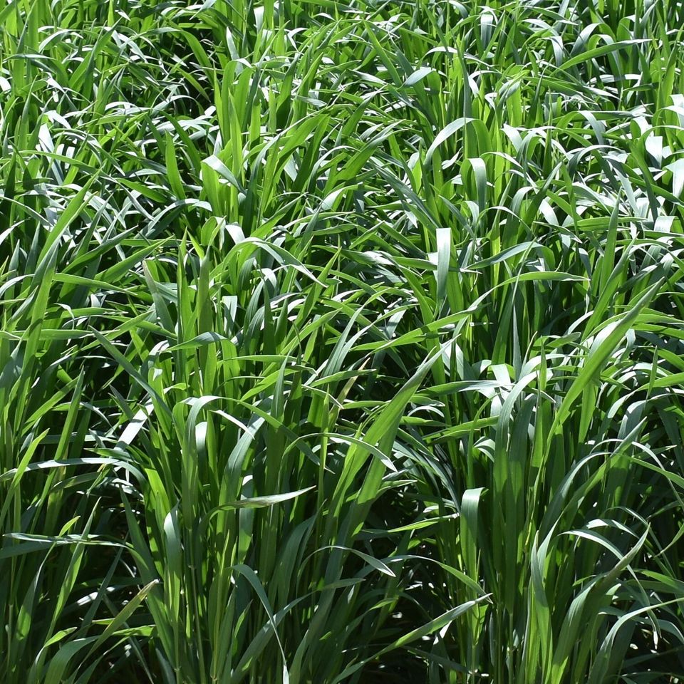 Grass forage seeds and plants