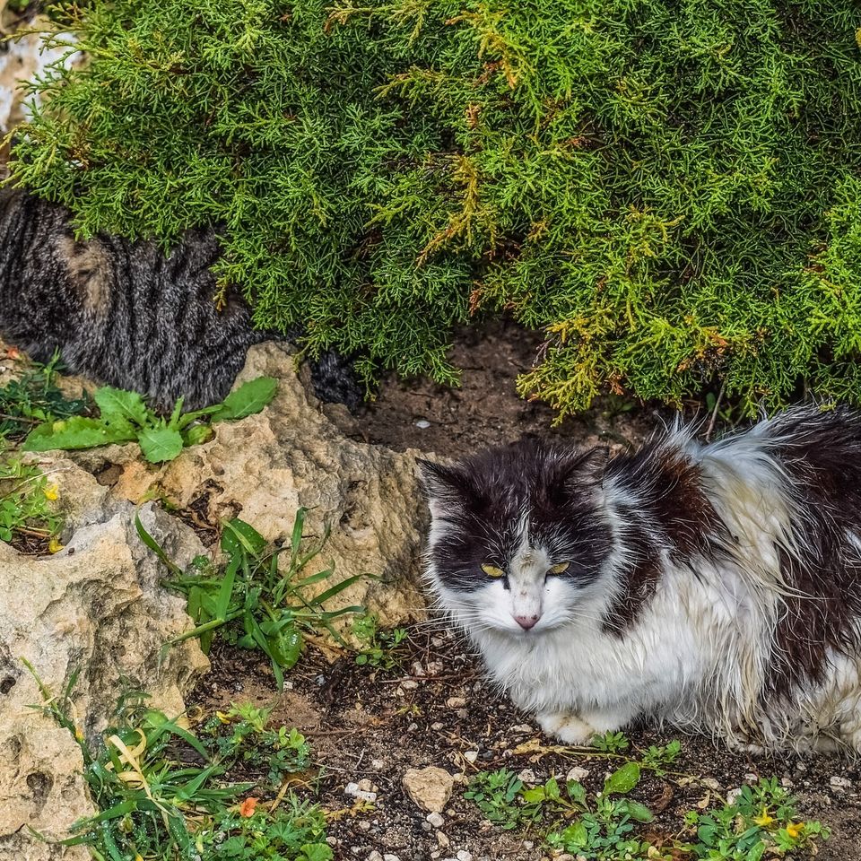 Cats g9823e4842 1920
