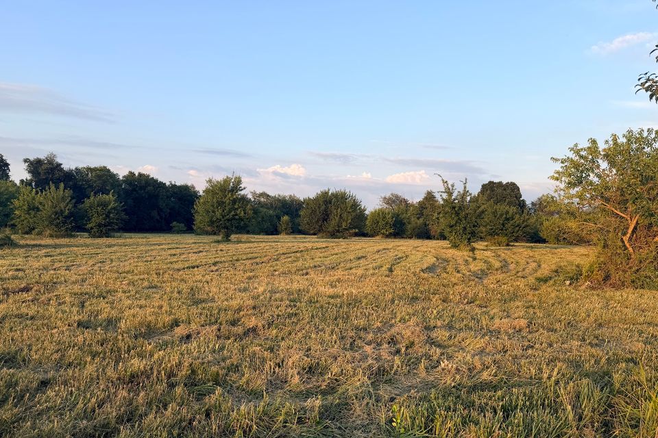 Went 72 4 open golden field