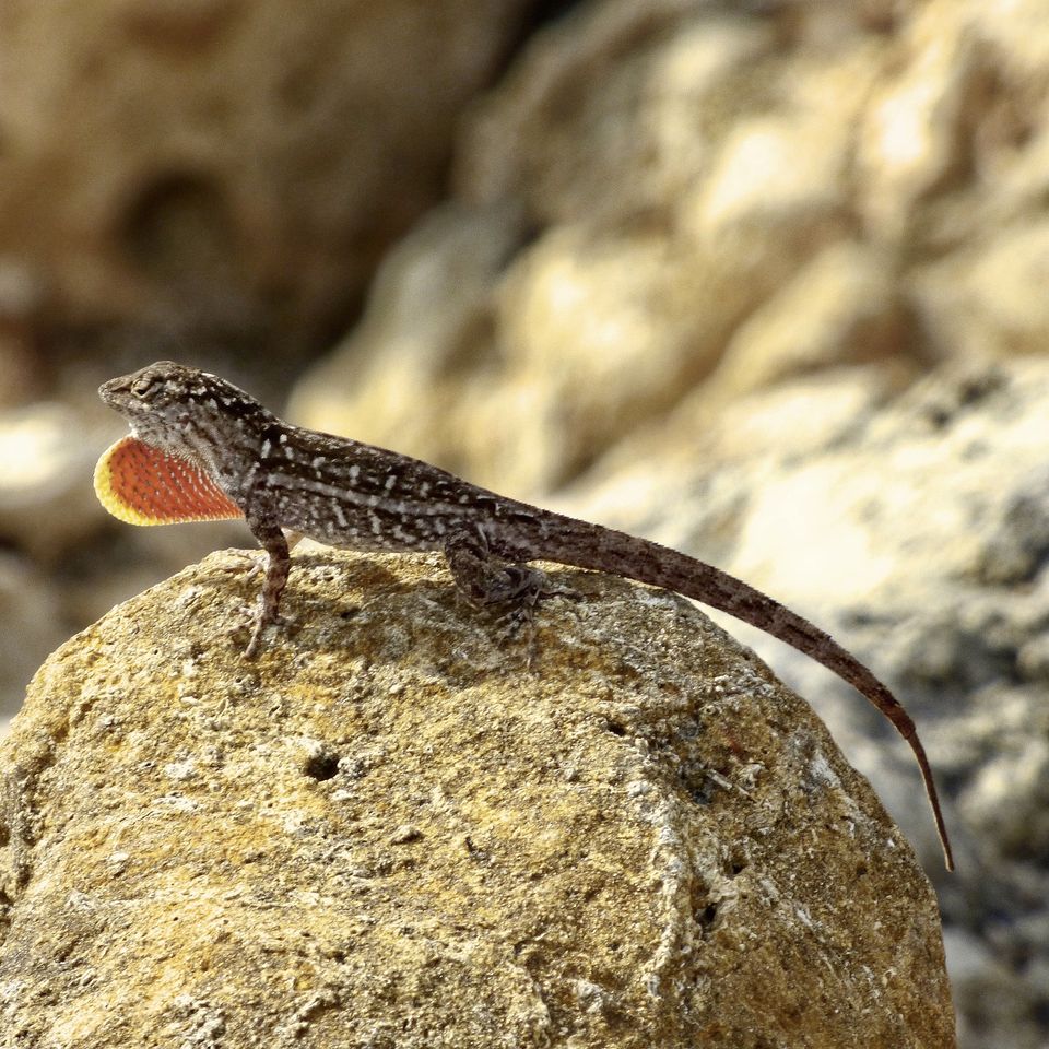 Brown anole ga14464152 1920