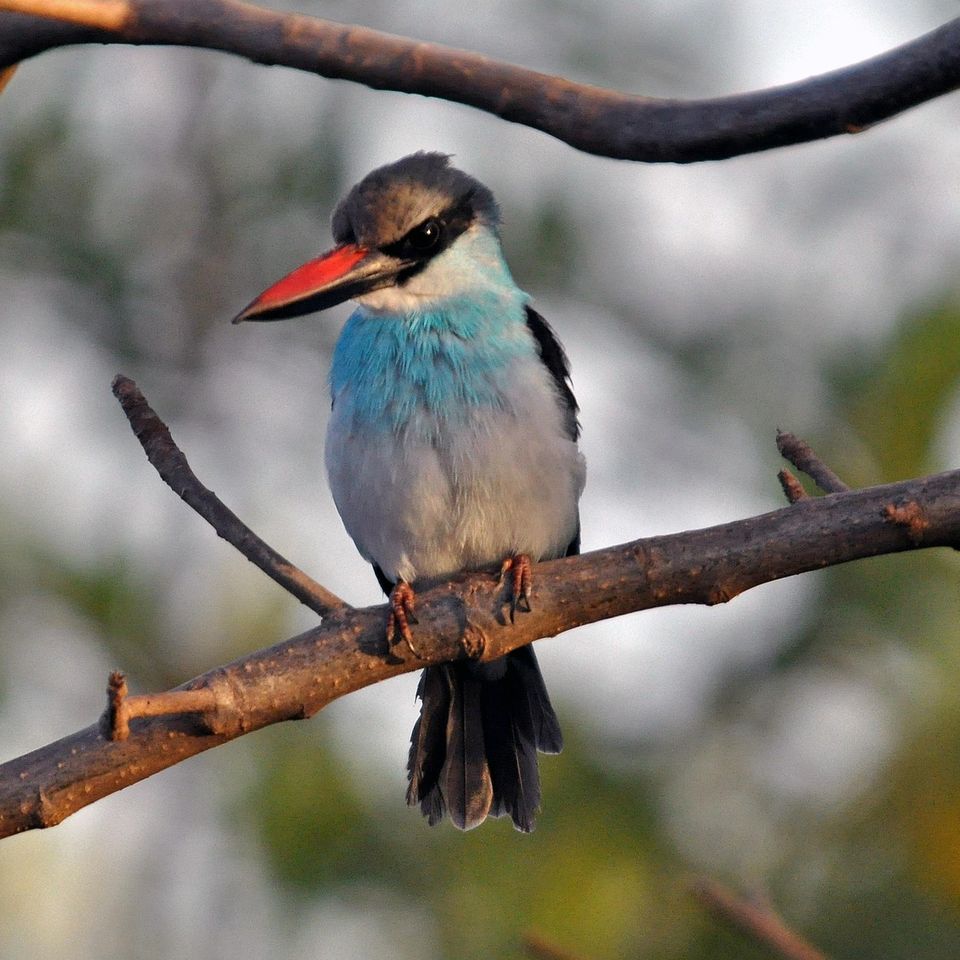 Blue breasted kingfisher g39d94b366 1920