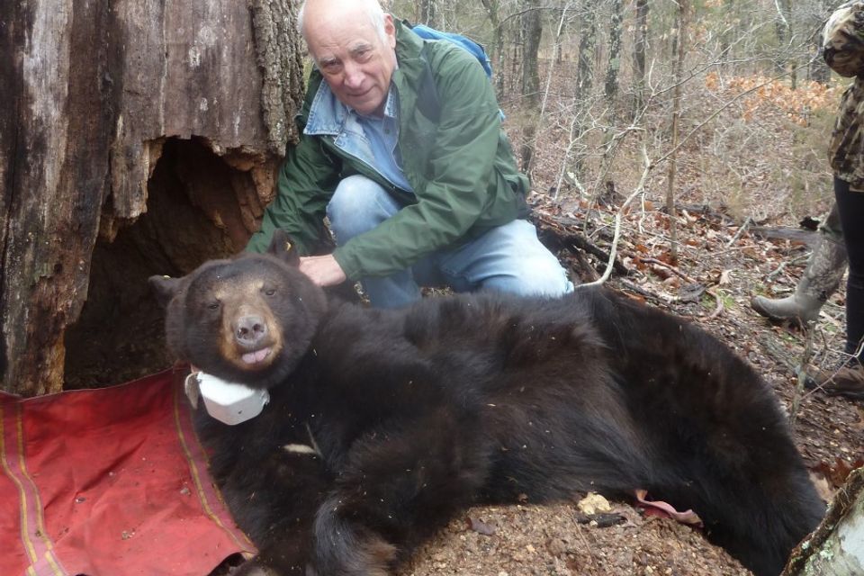 Bear w bob