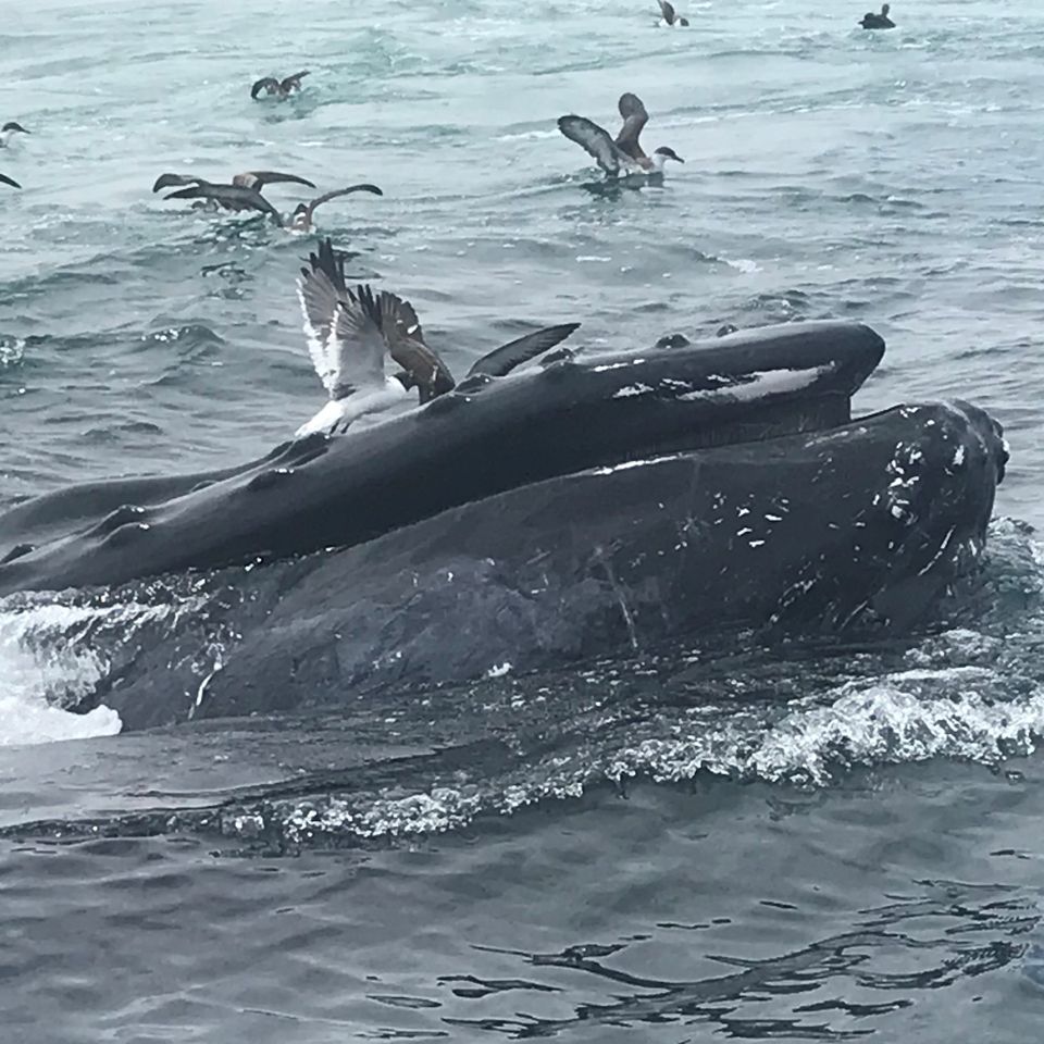 Whales 2 frolicing birds too