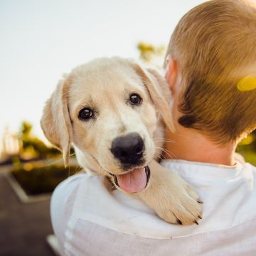 Dog walking Pet Sitting