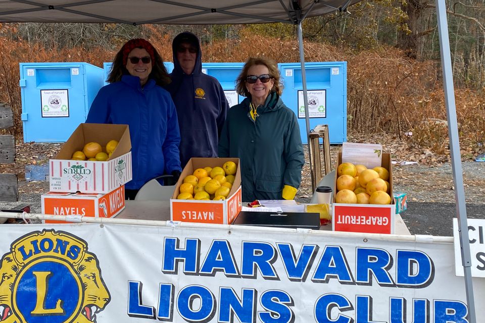 Harvard lions