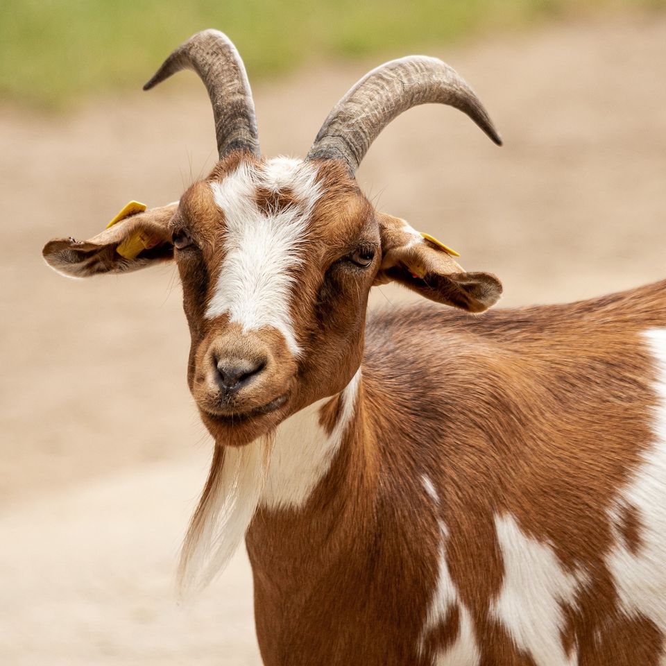 Mobile Petting Zoo goats farm animals