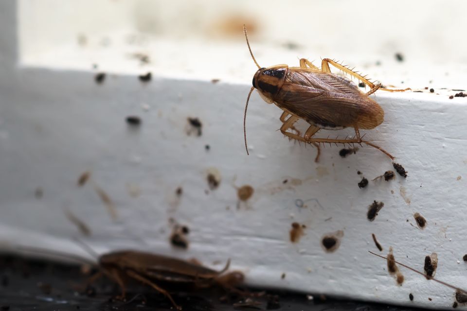 Roaches call Lanser Pest Solutions