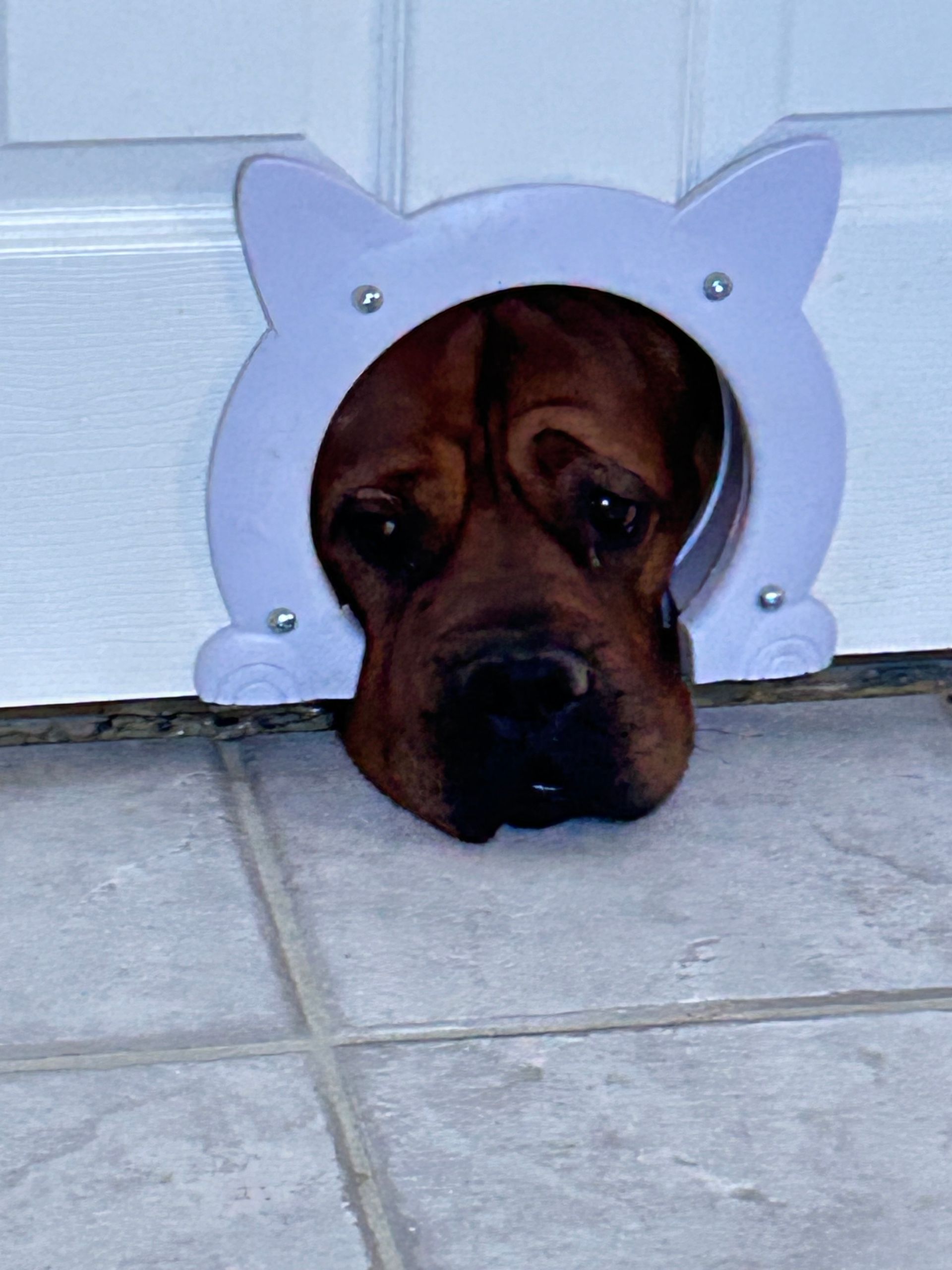 A rescue pet at Paw-Rump