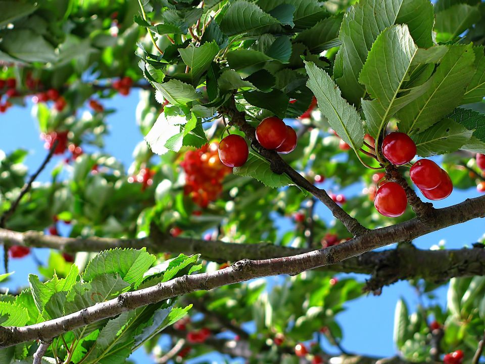 Tree and Orchard Spraying