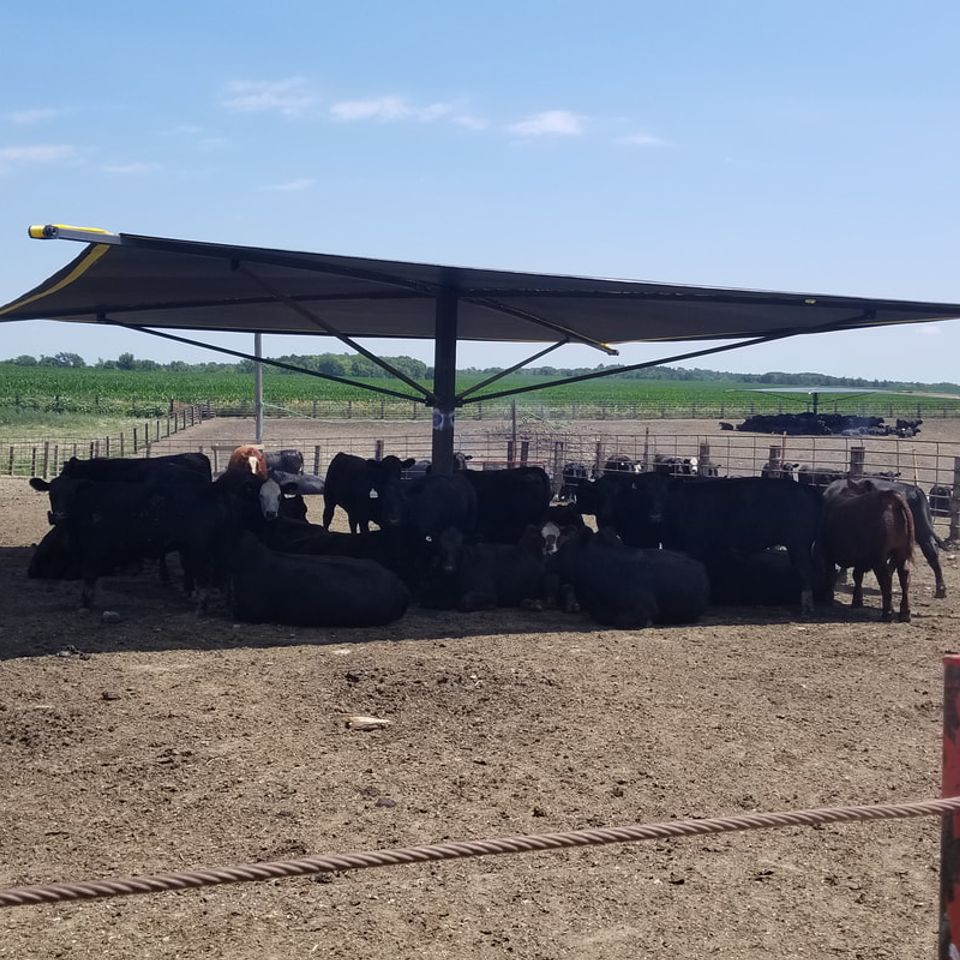 Cattle shade(1)