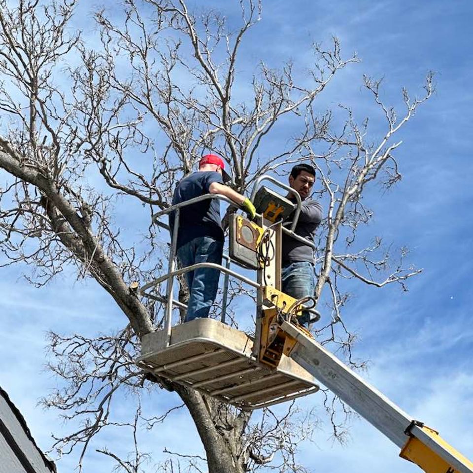 Tree removal