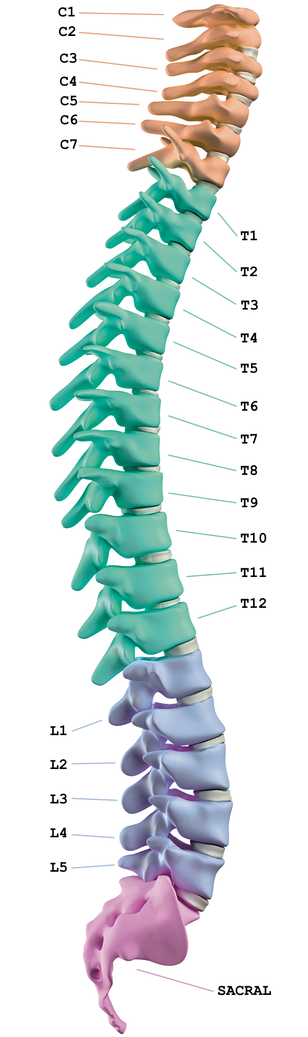 Spinechart bg
