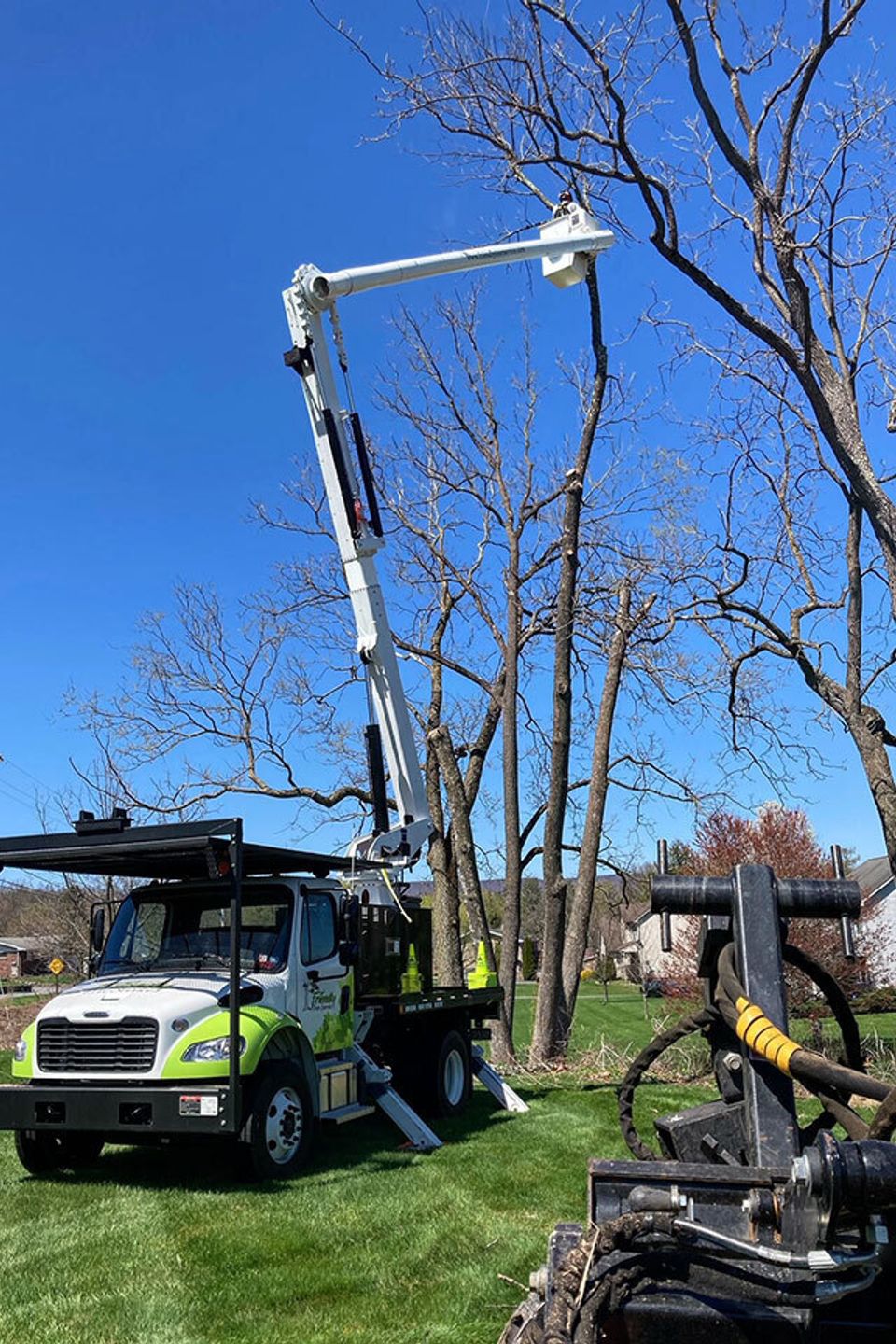 Dead ash tree removals. 