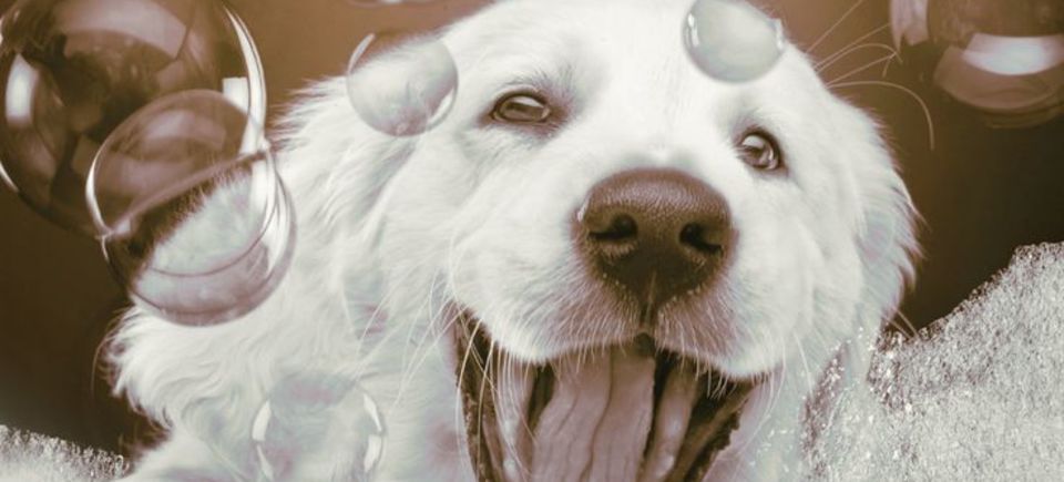 Fb5e951dd412f3e58bc92c2a6e78156c  pictures of dogs pet photos20171018 13671 78zktj