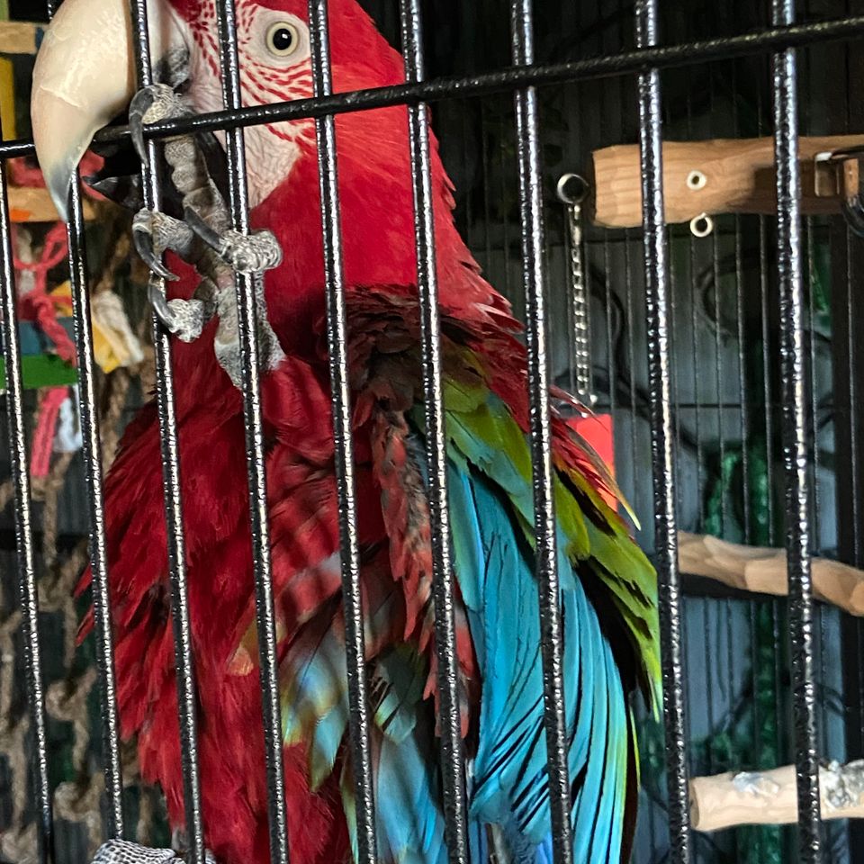 Green wing macaw
