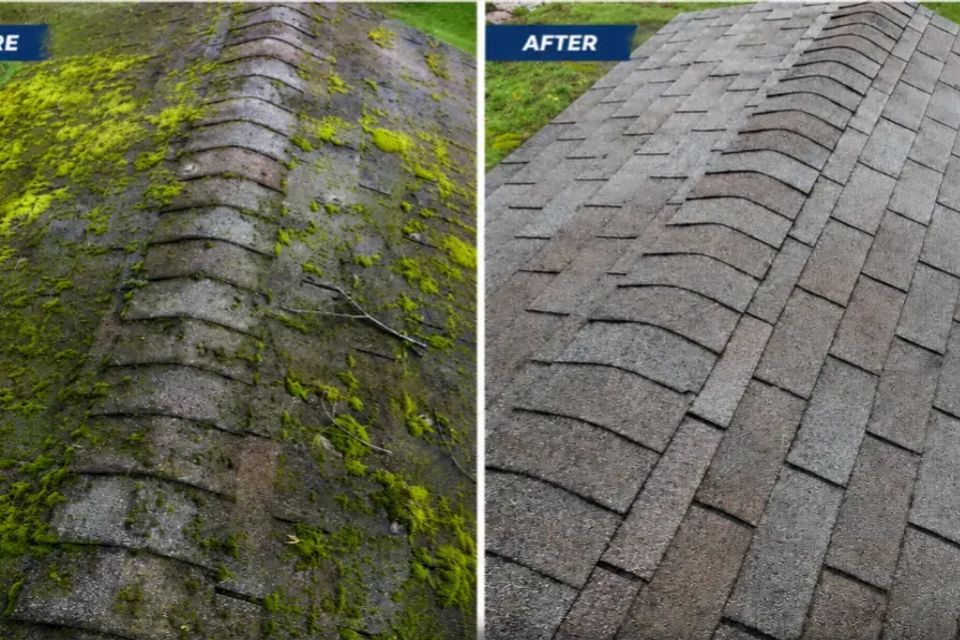 Before and after view of a shingled roof with buildup and discoloration removed.