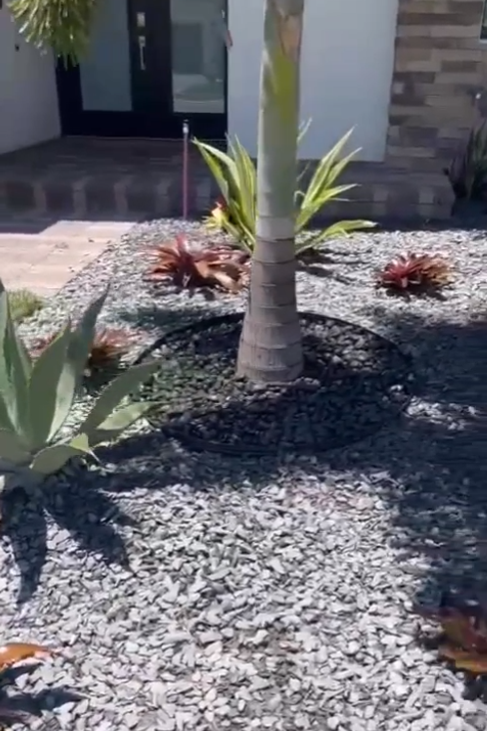Field of dreams plant 2