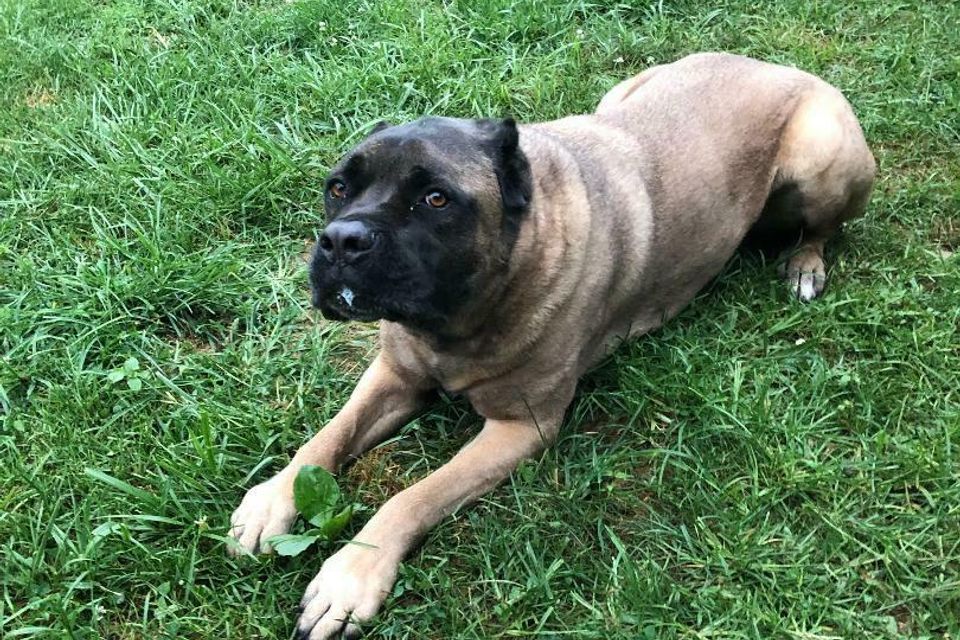 Big boxer black dog