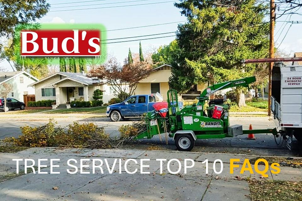 Tree service FAQs sacramento