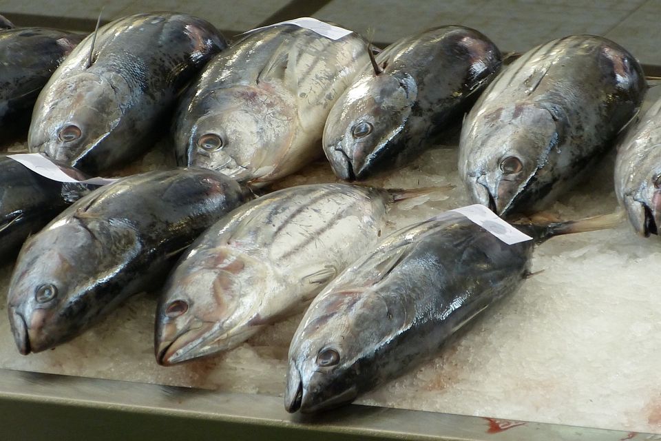 Fish market gacee71de4 1920