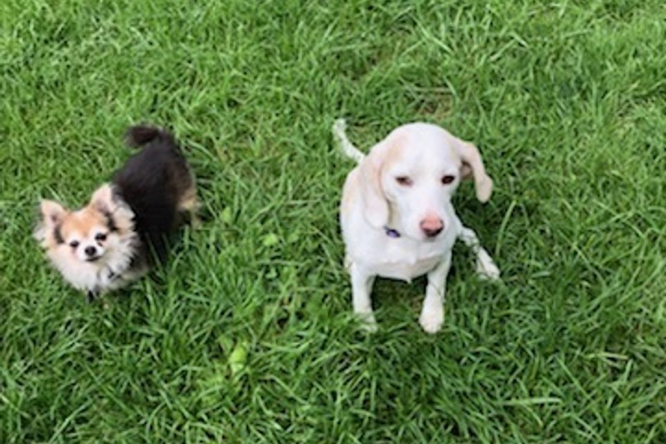 2littledogs