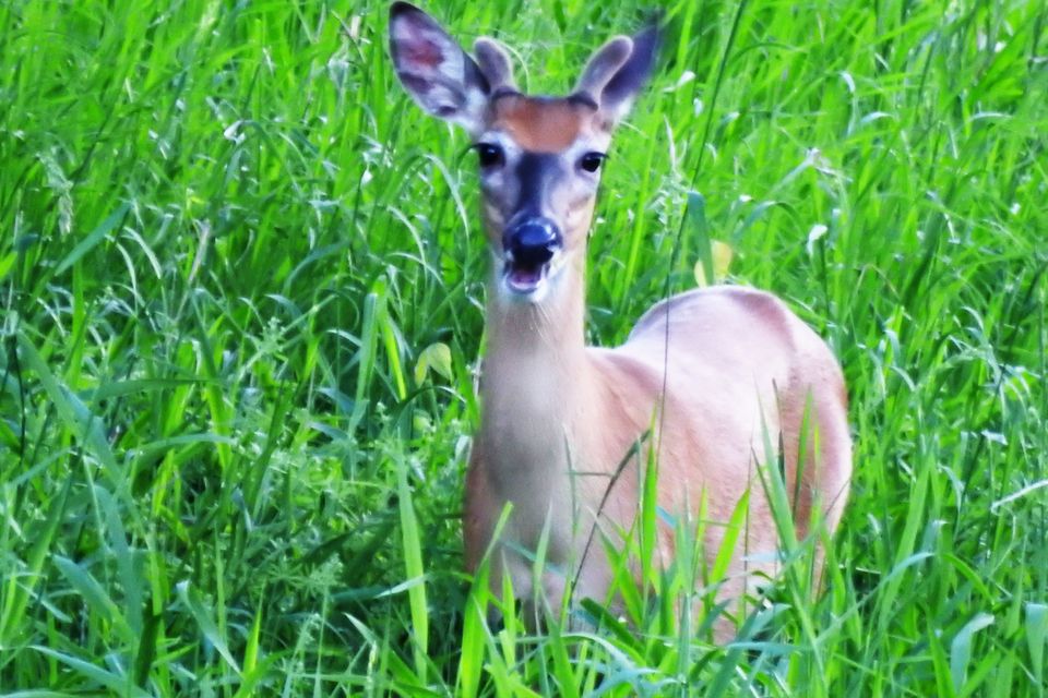 Dureedeer