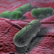 Salmonella