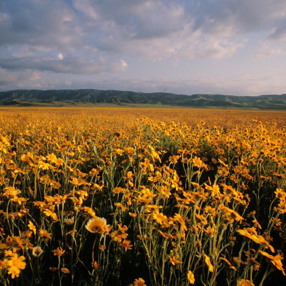 Chuckgraham carrizoplain img00520121211 21833 1l0qesy 0