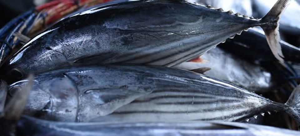 Tunafish2