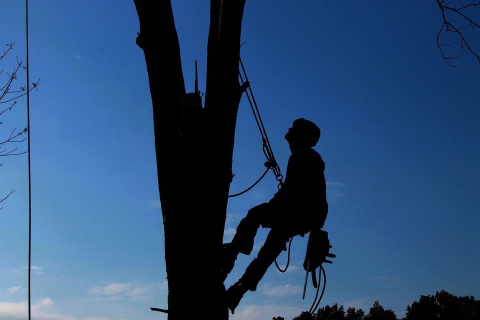 Tree service 57e0d04a4e 1920 original