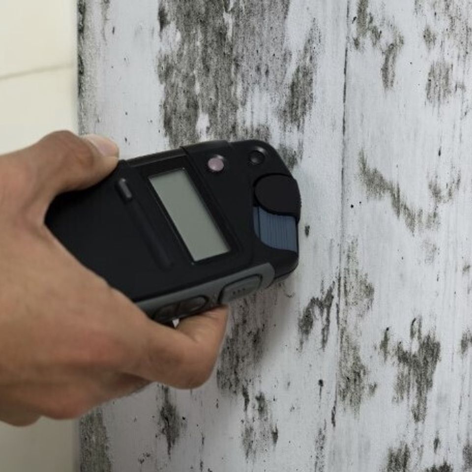 Iab mold testing
