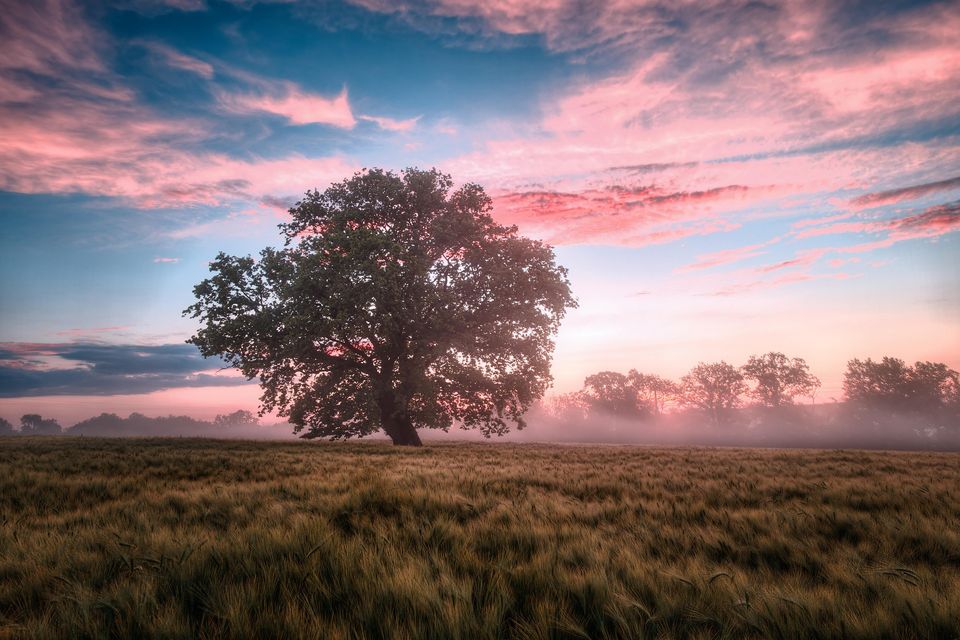 Field gd01d94b31 1920
