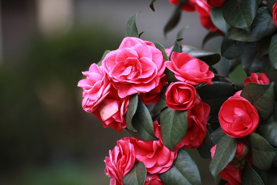 Camellia flower 4980206 1280