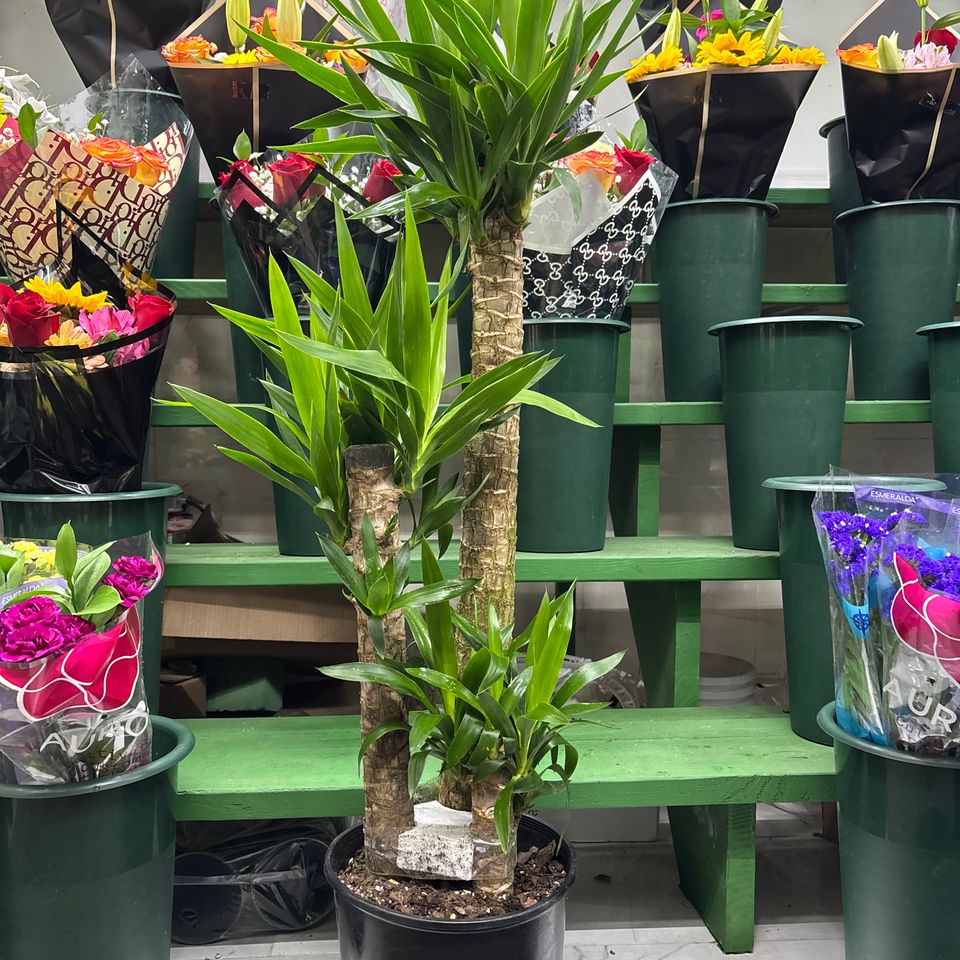 79832064872  a738da48 229d 42dd add7 0f56fe53e16b