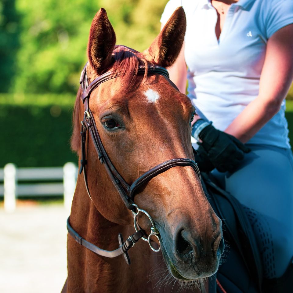 horse riding course