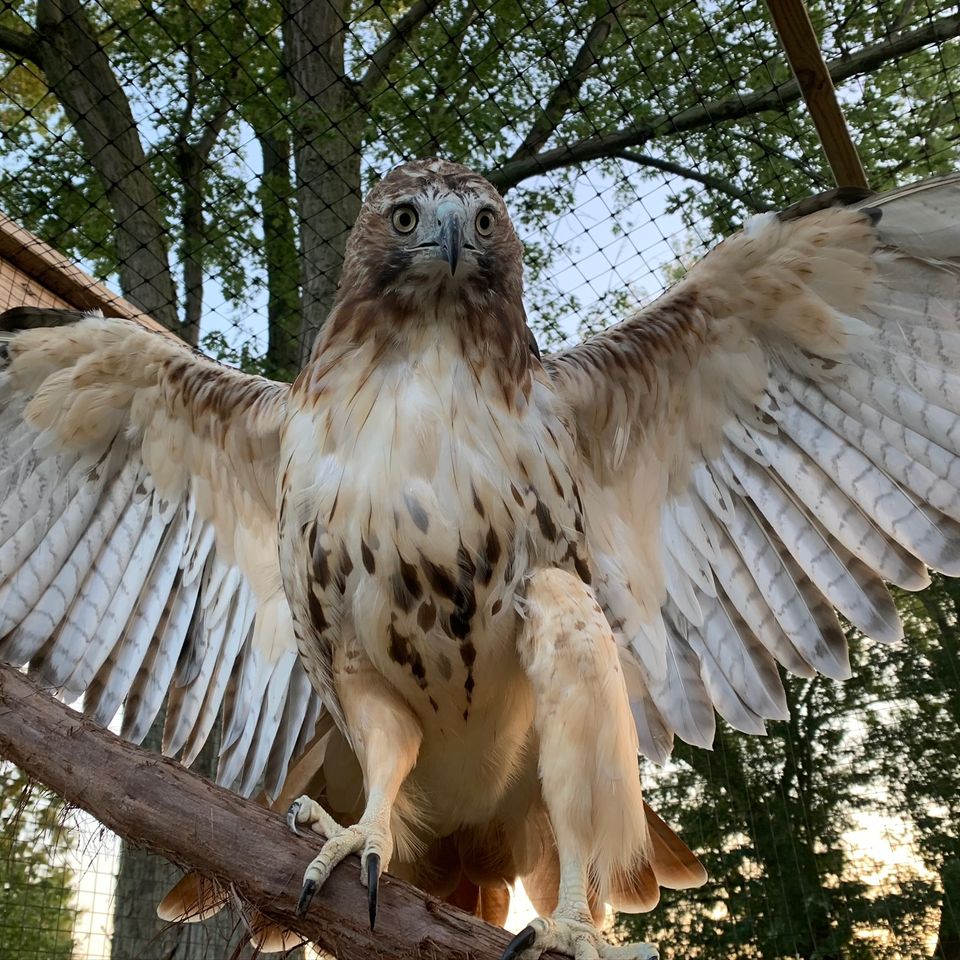 Red Tailed hawk Wild Kritters of Niagara County NY