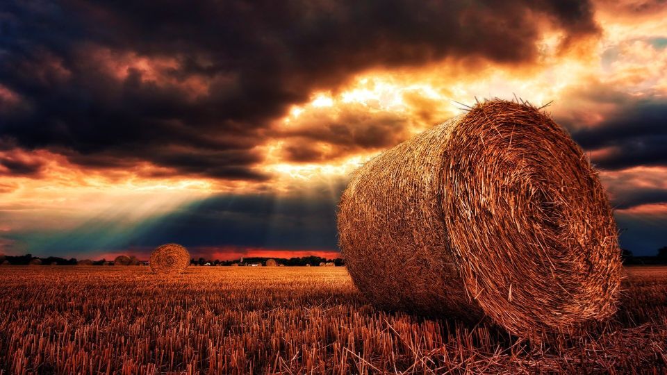 Hay seed - hay bale Eastern Colorado Seeds