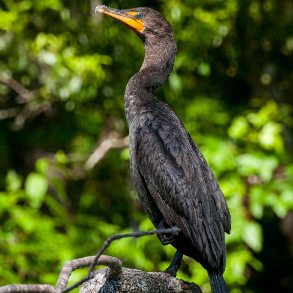 Rc cormorant 448