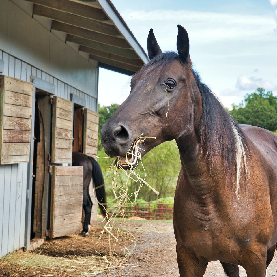 Horse Care