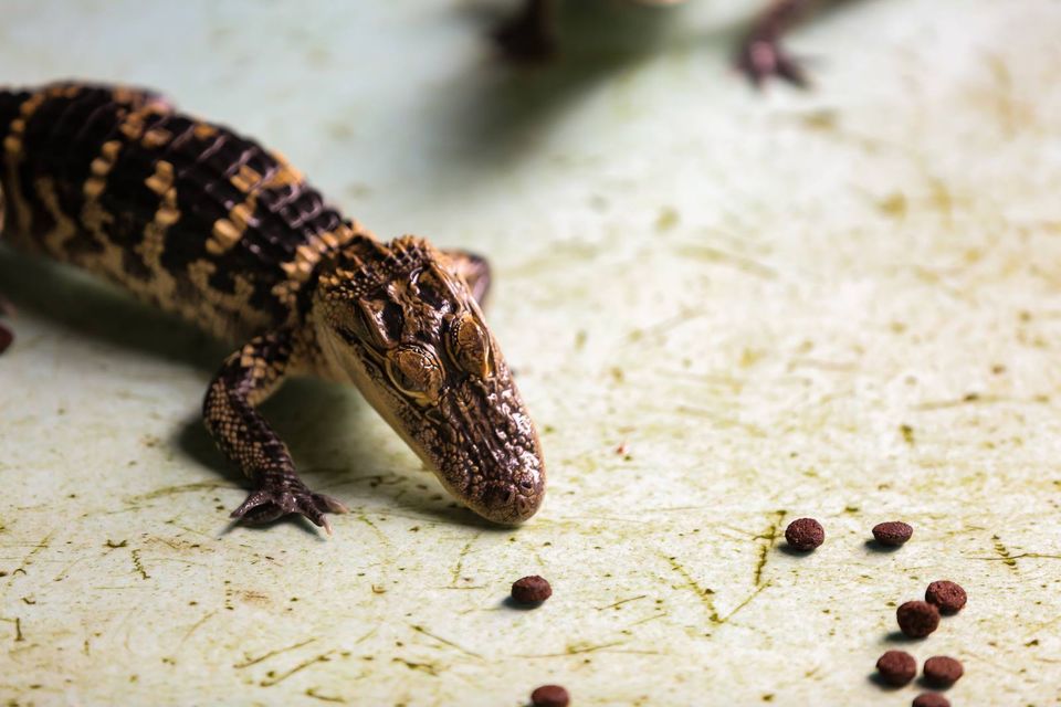 Alligator eating kibble