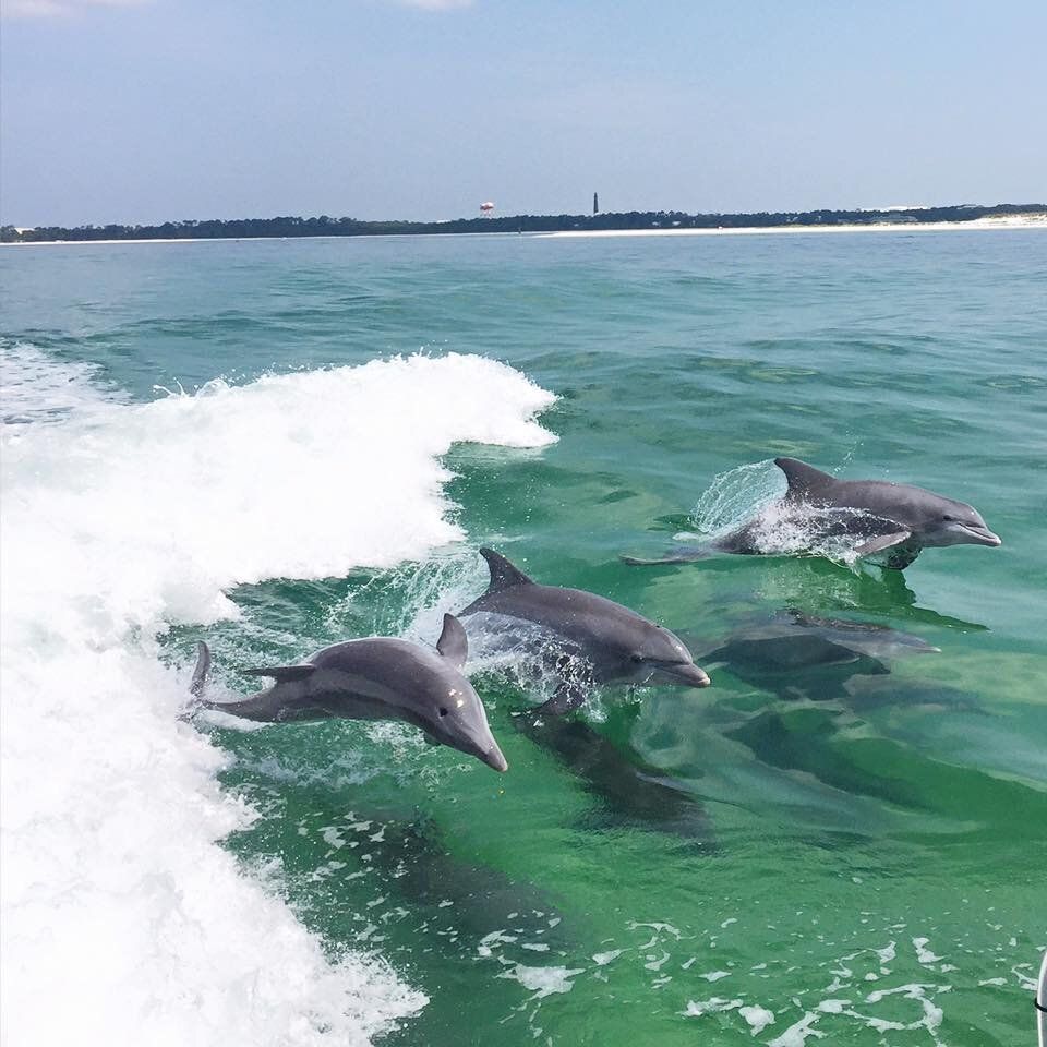 Charleston dolphin tour 24