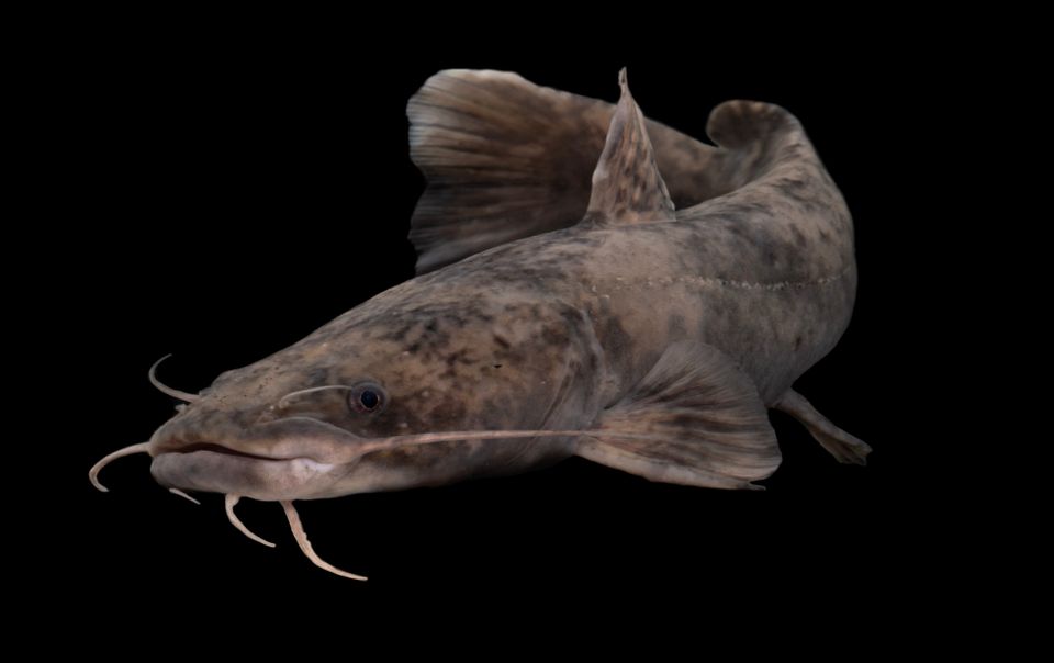 Flathead catfish sam stukel 2023 1